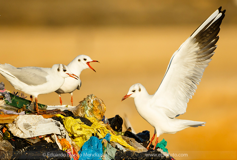 Gaviota reidora vertedero