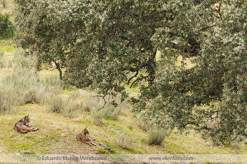 Lince ibérico pareja