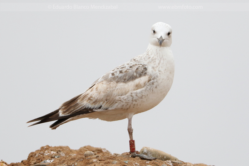 Gaviota del caspio