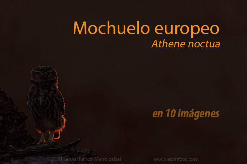 EBM-6034Amazing,-Animals,-Athene-noctua,-Bird,-Corella,-Country,-Little-owl,-Mochuelo-europeo,-Nature,-No-Paseriformes,-Strigidae,-Travel