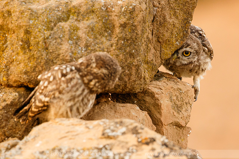 EBM-7649Amazing,-Animals,-Athene-noctua,-Bird,-Corella,-Country,-Little-owl,-Mochuelo-europeo,-No-Paseriformes,-Strigidae,-Travel