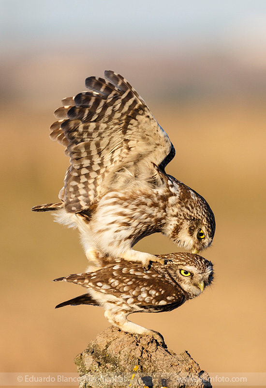 EBM-8067Amazing,-Animals,-Athene-noctua,-Bird,-Country,-Little-owl,-Mochuelo-europeo,-Nature,-No-Paseriformes,-Strigidae,-Travel