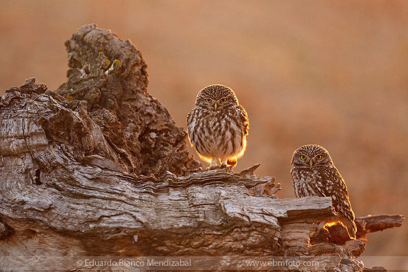 EBM-8243Amazing,-Animals,-Athene-noctua,-Bird,-Corella,-Country,-Little-owl,-Mochuelo-europeo,-Nature,-Navarre,-No-Paseriformes,-Strigidae,-Travel