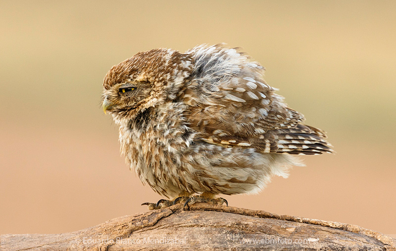 EBM-8613Amazing,-Animals,-Athene-noctua,-Bird,-Corella,-Country,-Little-owl,-Mochuelo-europeo,-Navarre,-No-Paseriformes,-Strigidae,-Travel