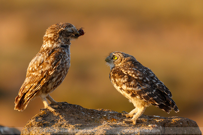 EBM-9491Amazing,-Animals,-Athene-noctua,-Bird,-Corella,-Country,-Little-owl,-Mochuelo-europeo,-Morterete,-No-Paseriformes,-Strigidae,-Travel