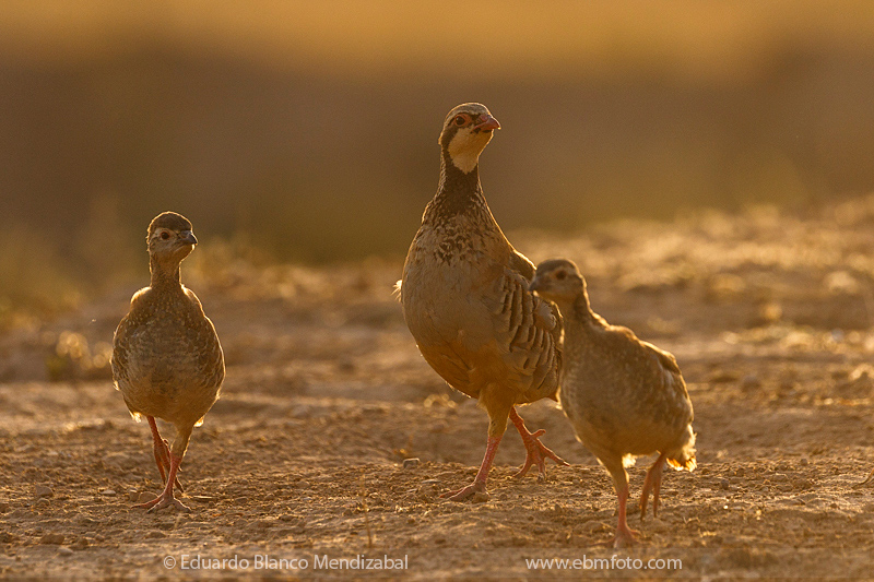 EBM-1105-Alectoris-rufa-Perdiz-roja-Red-legged-partridge