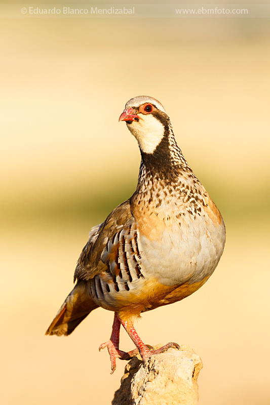 EBM-2312Alectoris-rufa-Perdiz-roja-Red-legged-partridge