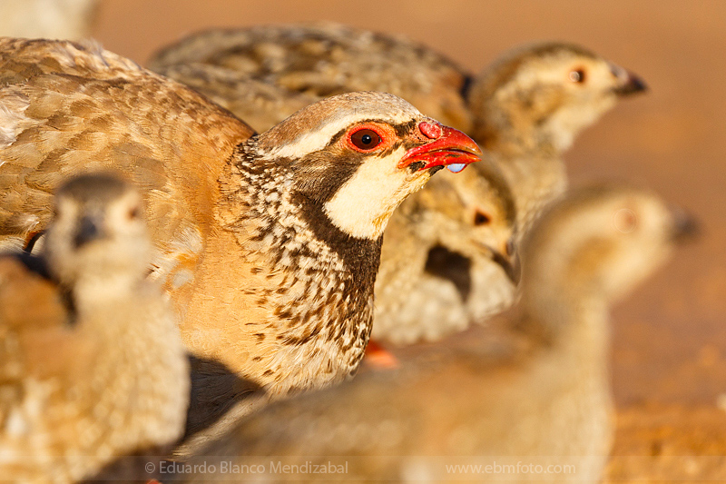 EBM-2397-Alectoris-rufa-Perdiz-roja-Red-legged-partridge