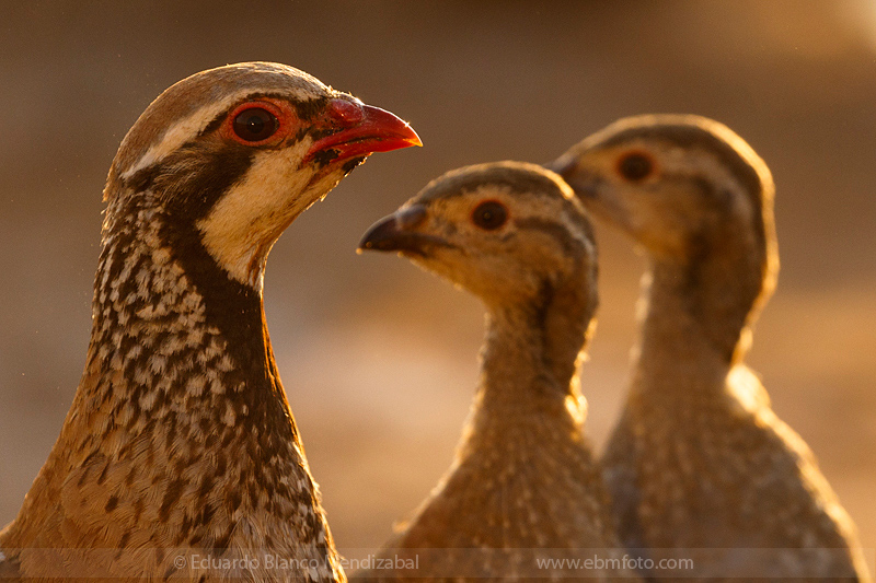 EBM-4134-Alectoris-rufa-Perdiz-roja-Red-legged-partridge