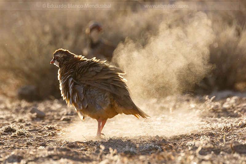 EBM-4931-Alectoris-rufa-Perdiz-roja-Red-legged-partridge