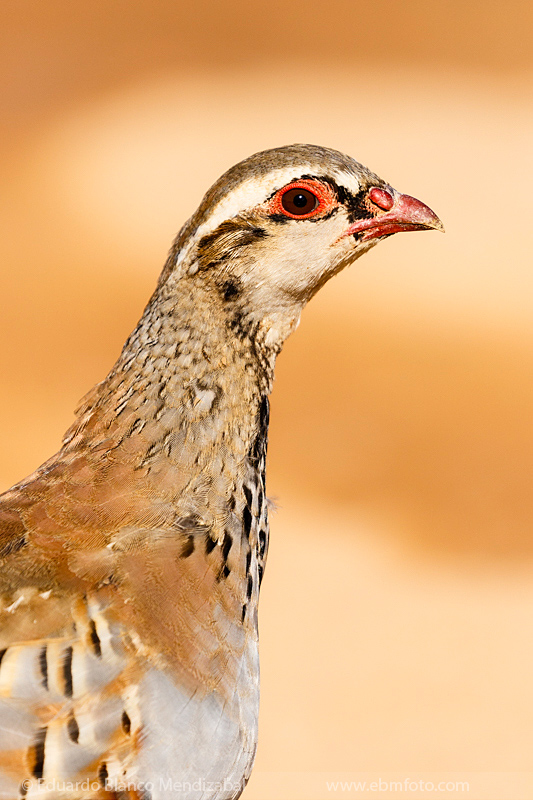 EBM-5789-Alectoris-rufa-Perdiz-roja-Red-legged-partridge