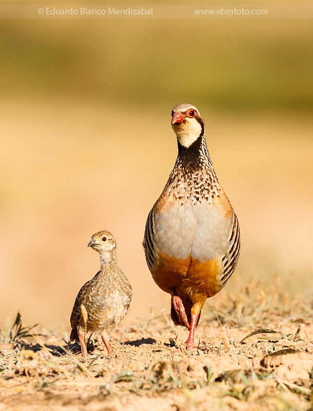 EBM-8456Alectoris-rufa-Perdiz-roja-Phaisanidae,-Red-legged-partridge