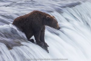 viaje fotografia alaska otoño osos