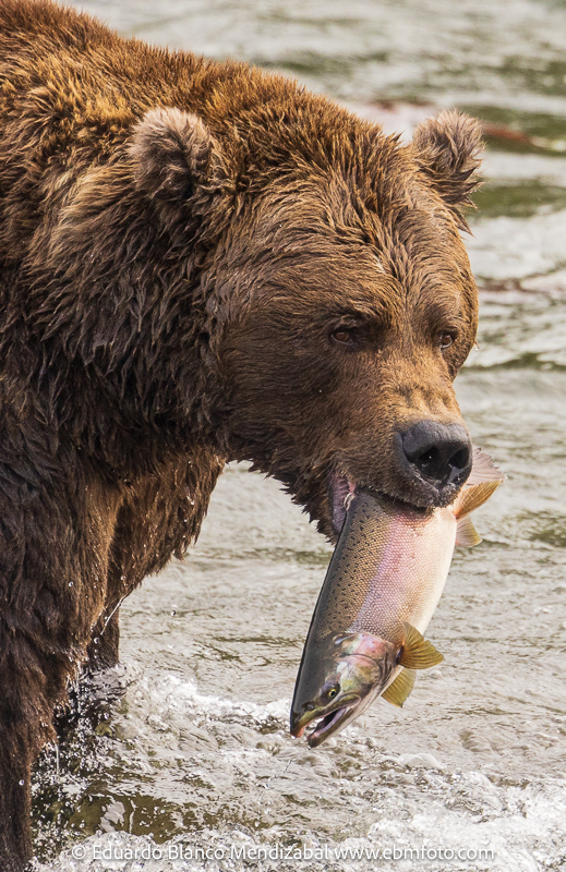 Oso con salmón en Alaska